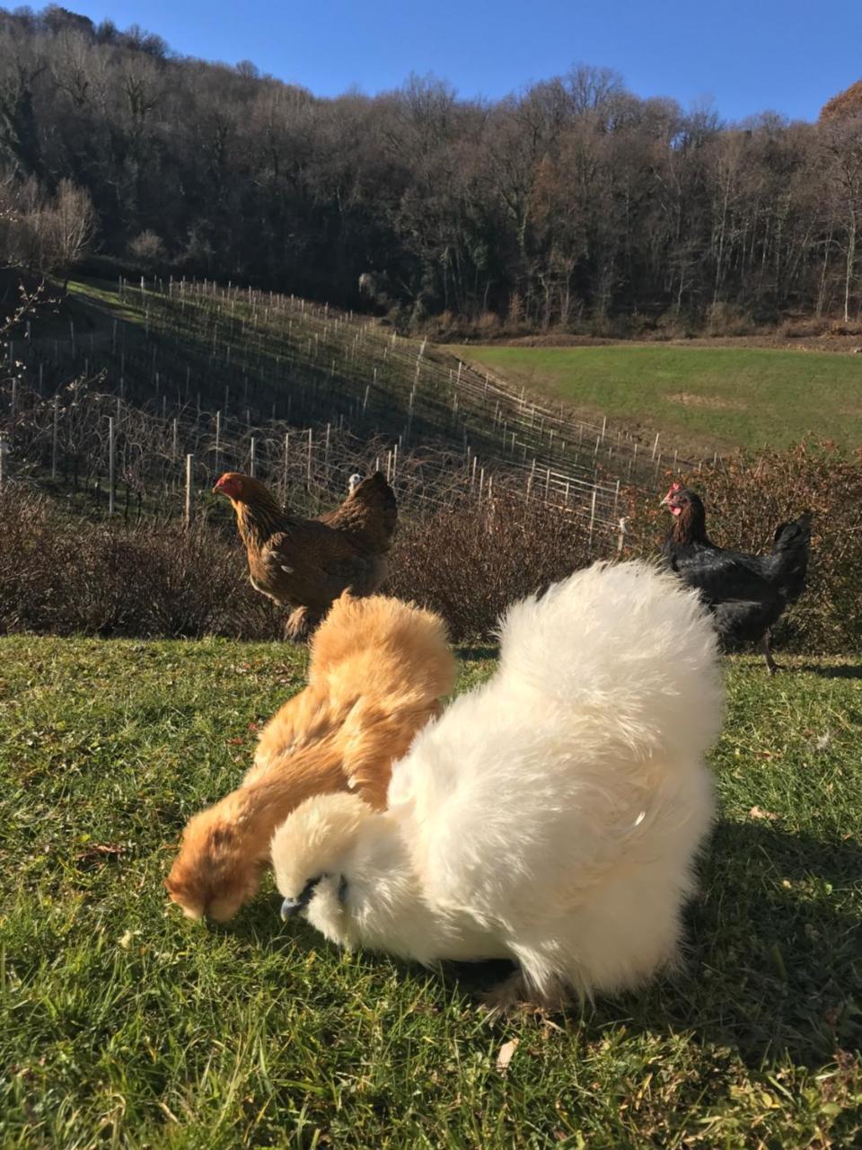 Agriturismo Lemire San Pietro Di Feletto Esterno foto