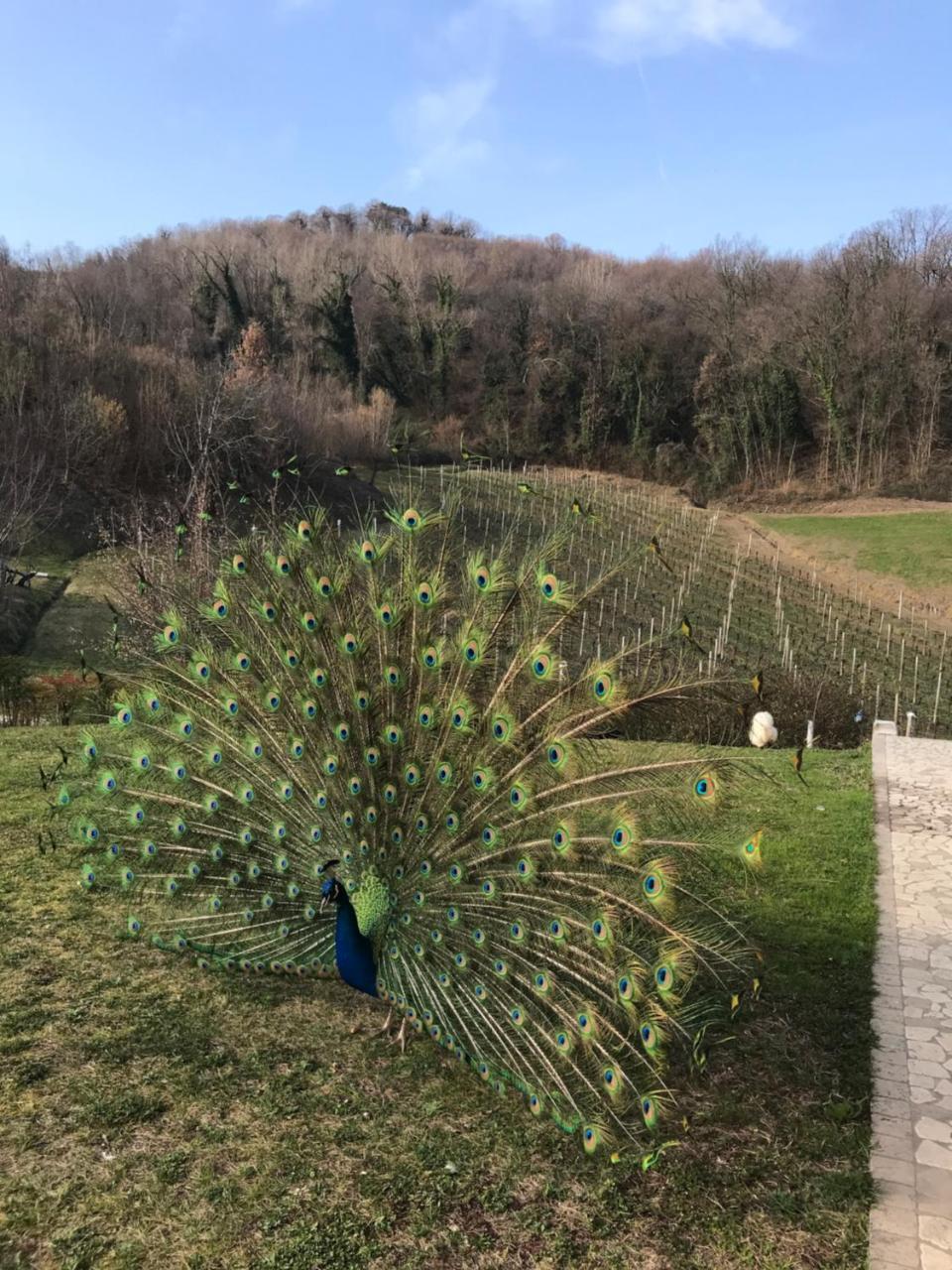 Agriturismo Lemire San Pietro Di Feletto Esterno foto